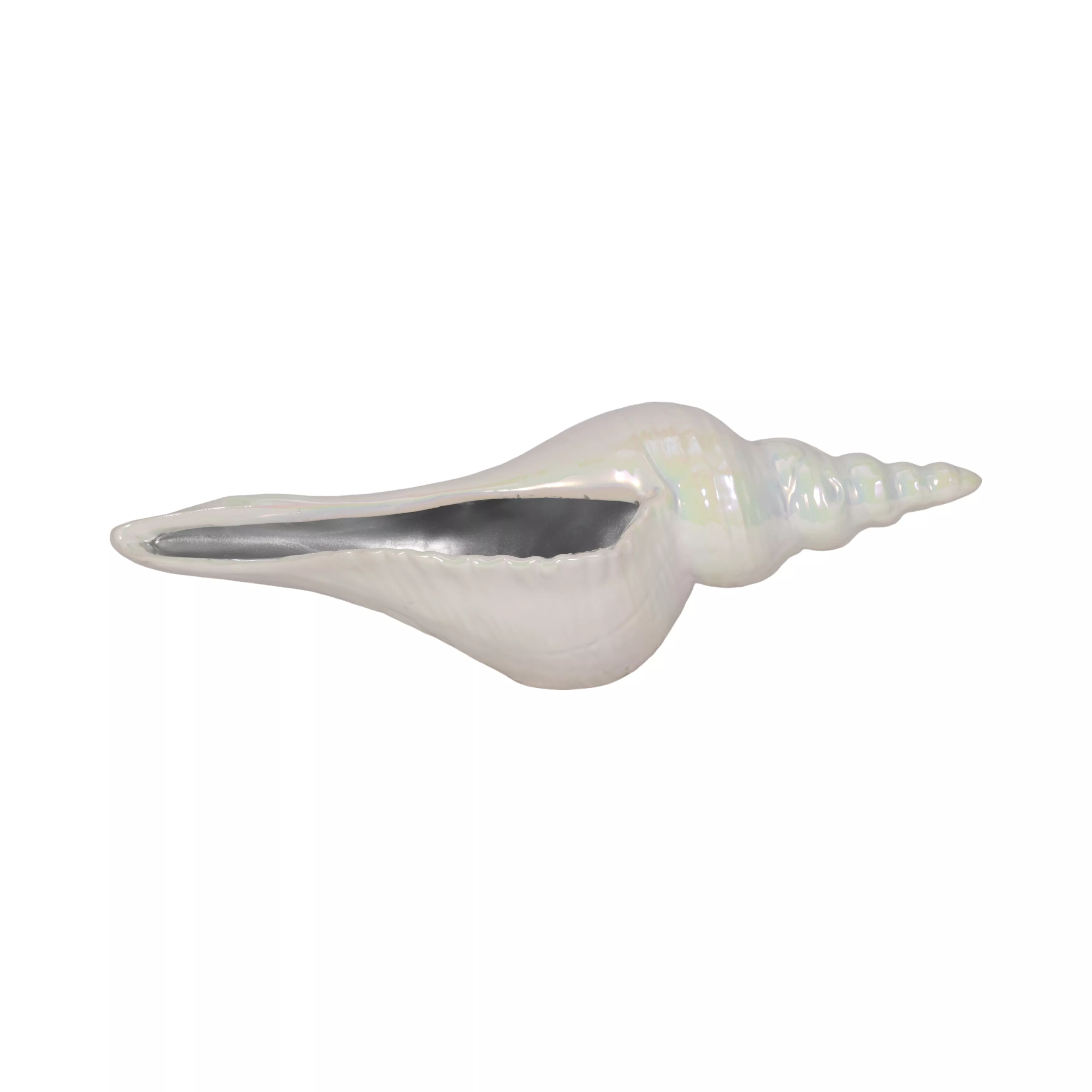 12" Long Iridescent Seashell