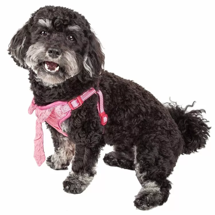 Adjustable Reversible Dog Harness with Mesh Panel & Breathable Design