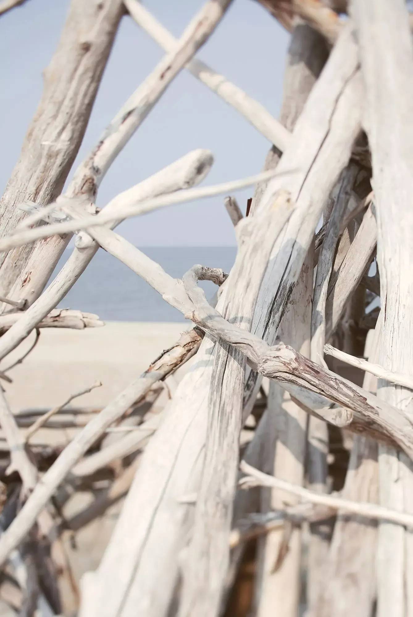 Driftwood Shore