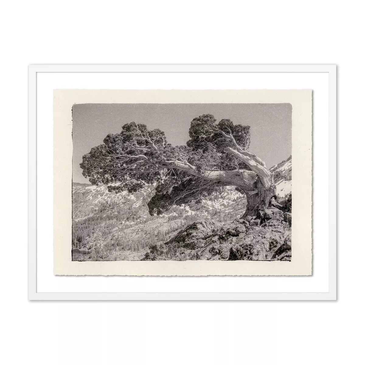 Juniper Gampi by Platinum Revival