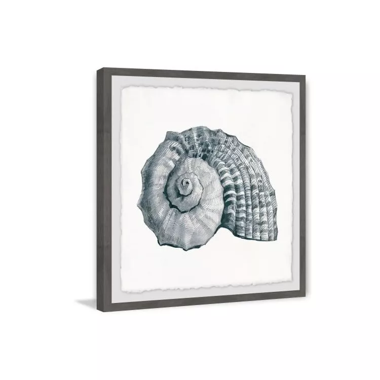 Sturdy Shell Framed Painting Print