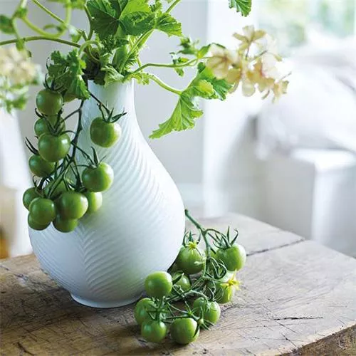 White Folia Bulb Vase, 9" by Wedgwood